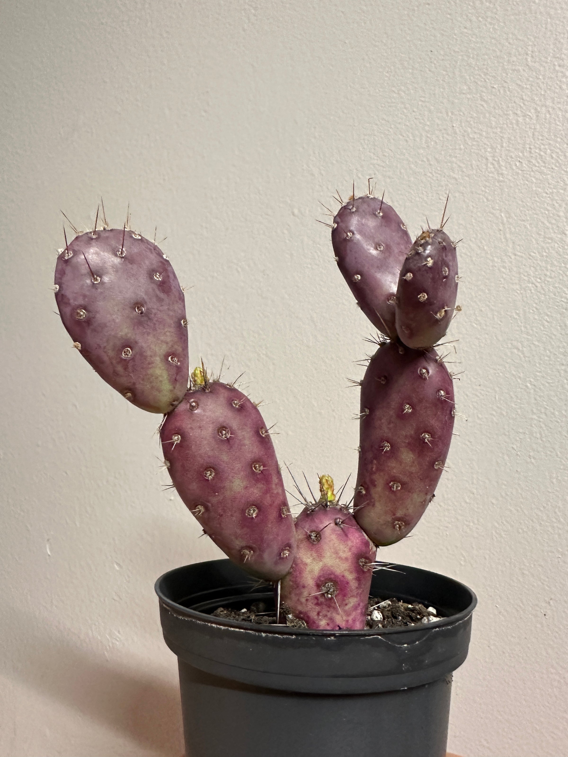 Purple Prickly Pear  | Fibonacci Plants