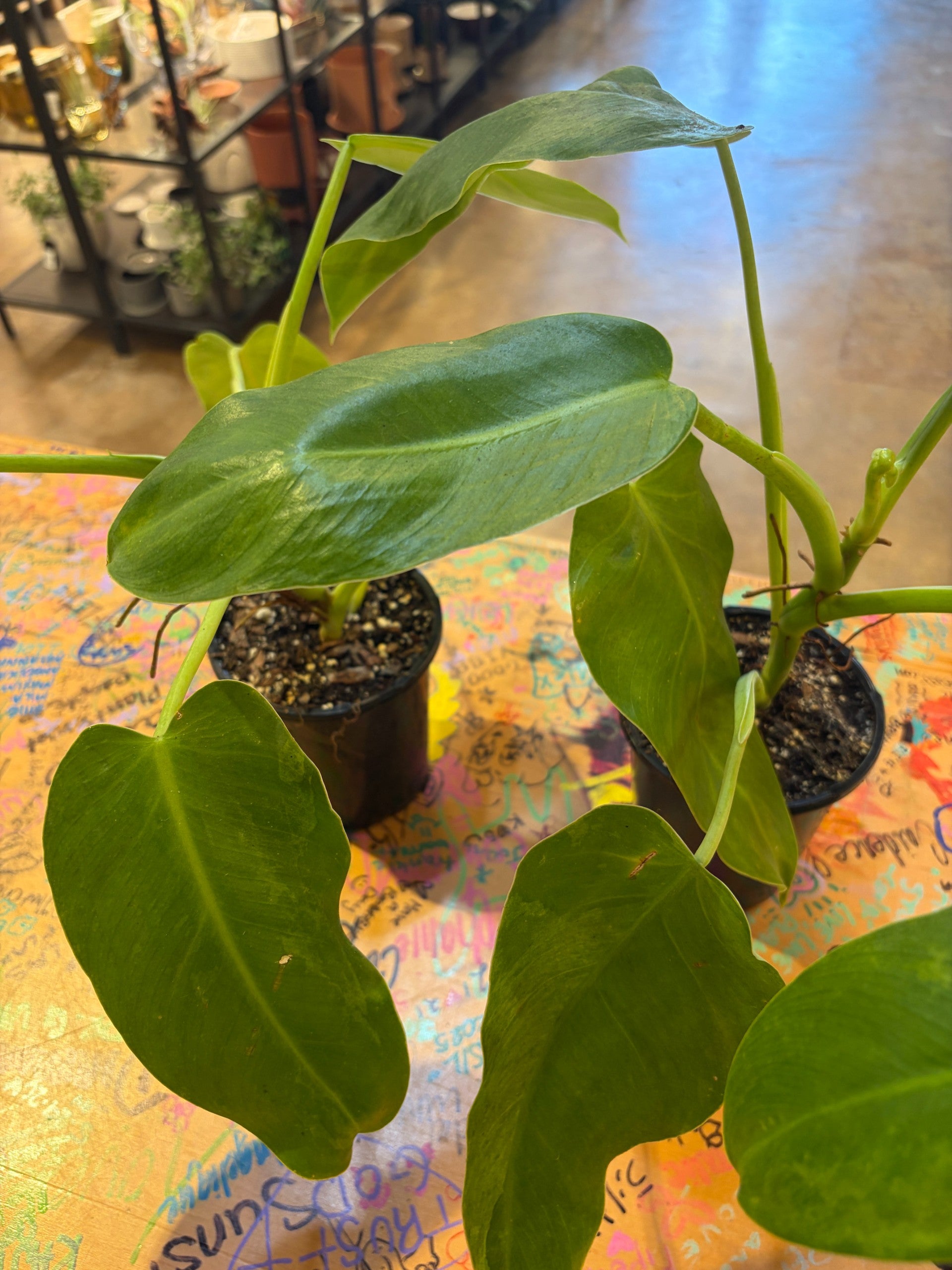 Jose Buono Philodendron | Fibonacci Plants
