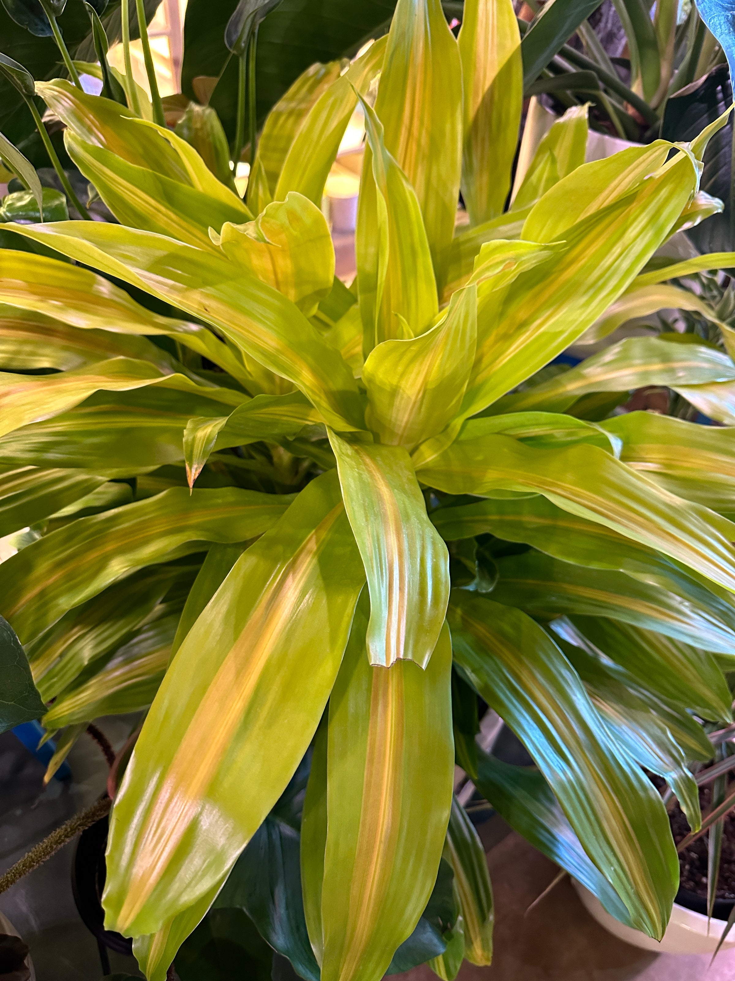 dracena yellow American Plant Exchange Lemon Lime Dracaena Live Plant in 10