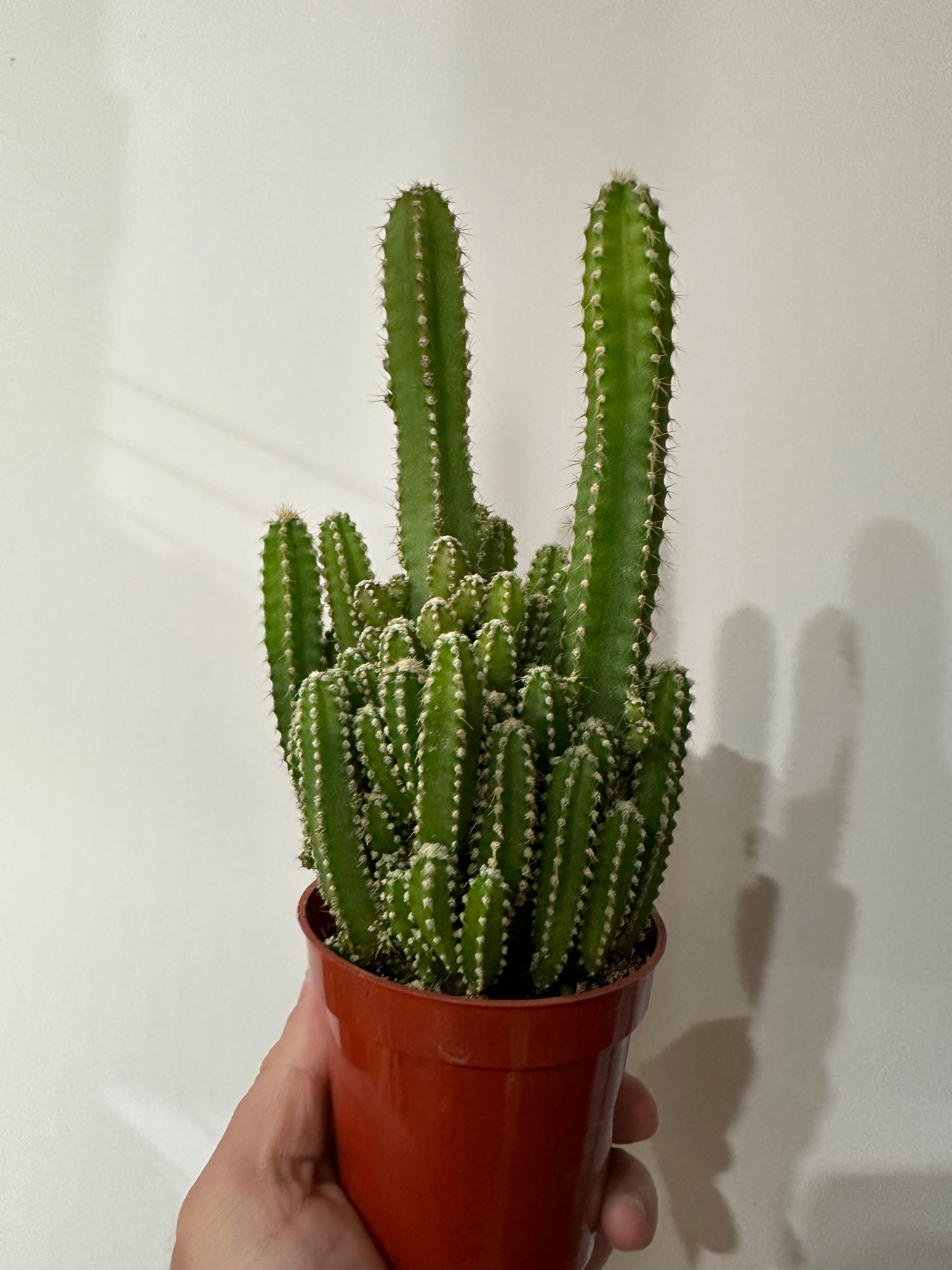 Fairy Castle Cactus  | Fibonacci Plants