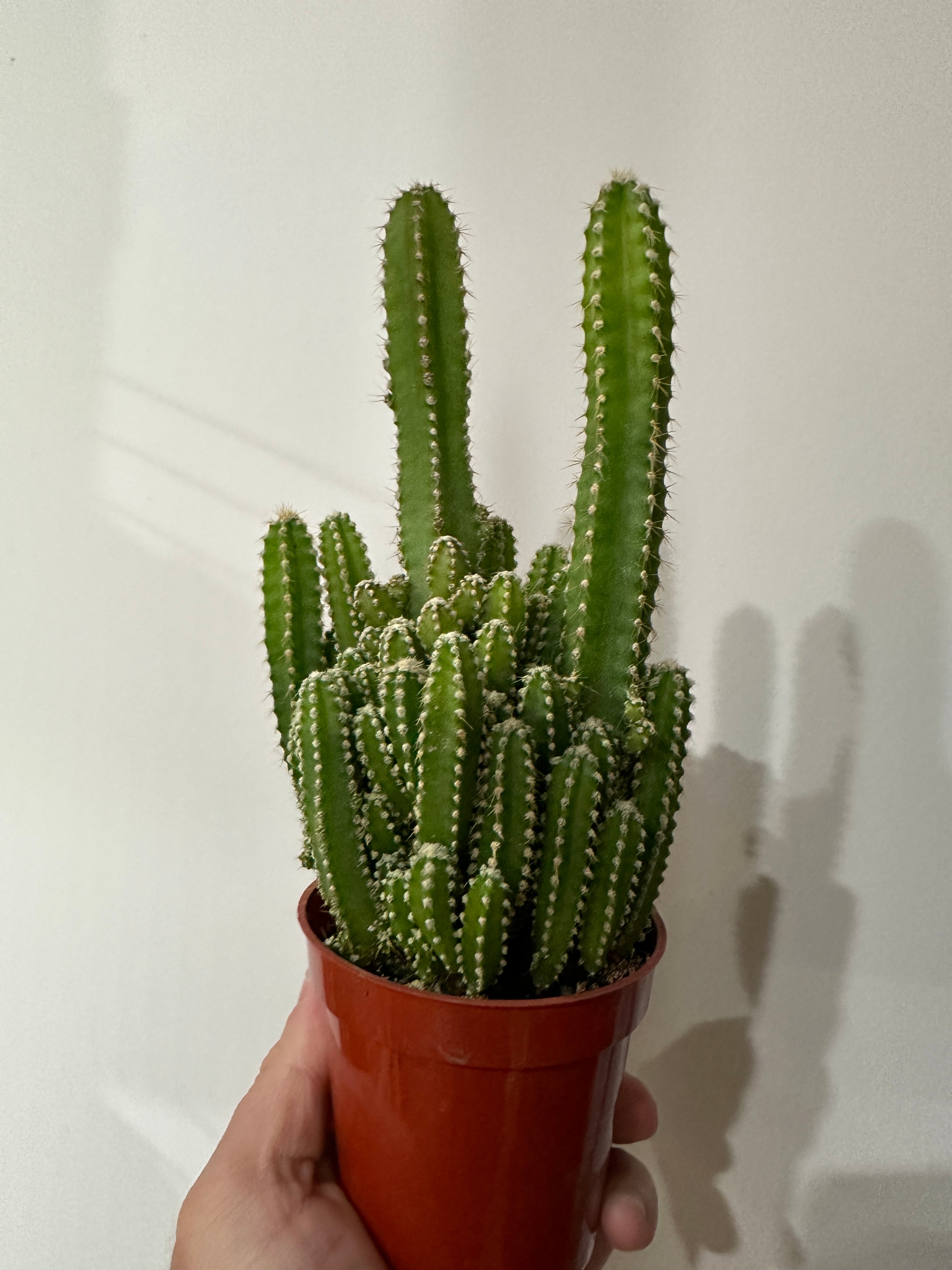 Fairy Castle Cactus  | Fibonacci Plants