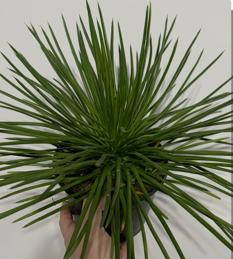 twin-flower-agave-fibonacci-plants