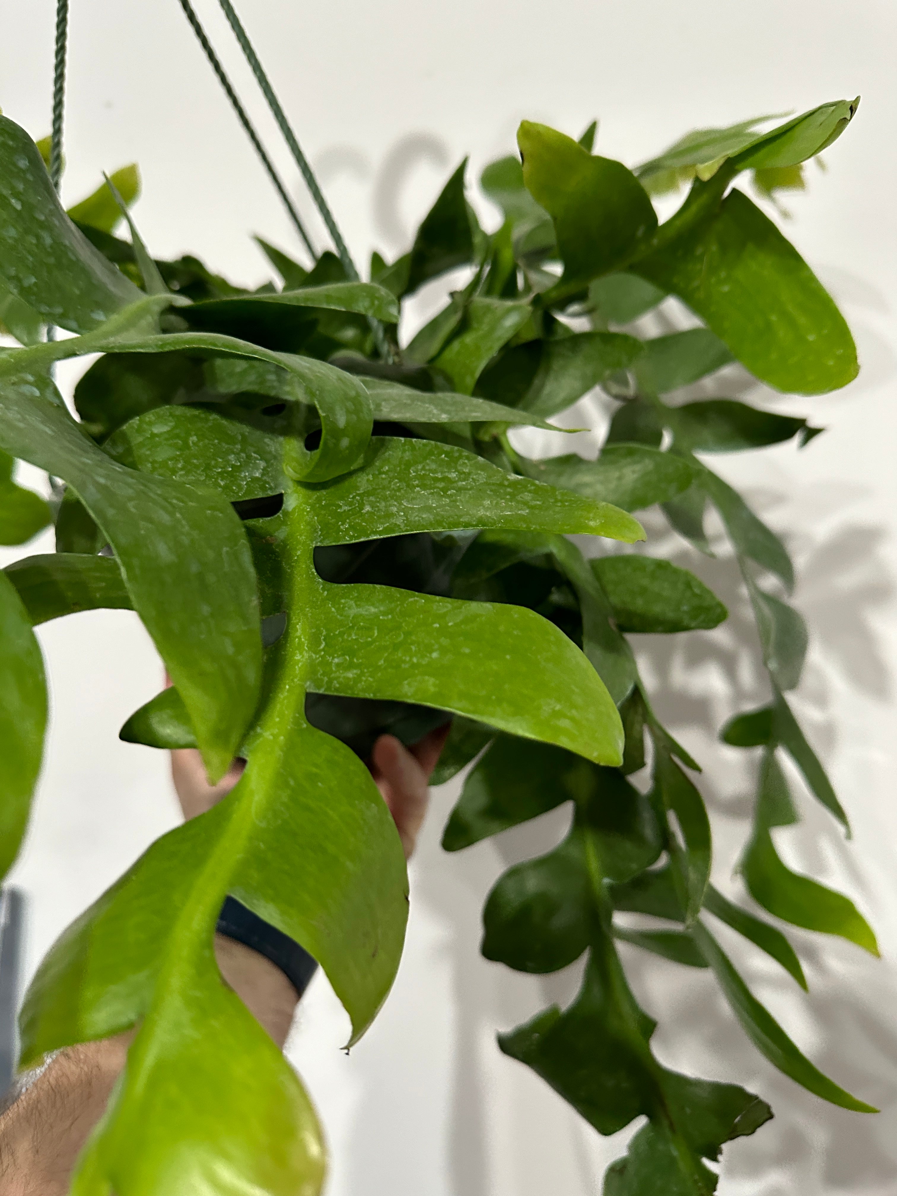 Fern Leaf Cactus  | Fibonacci Plants