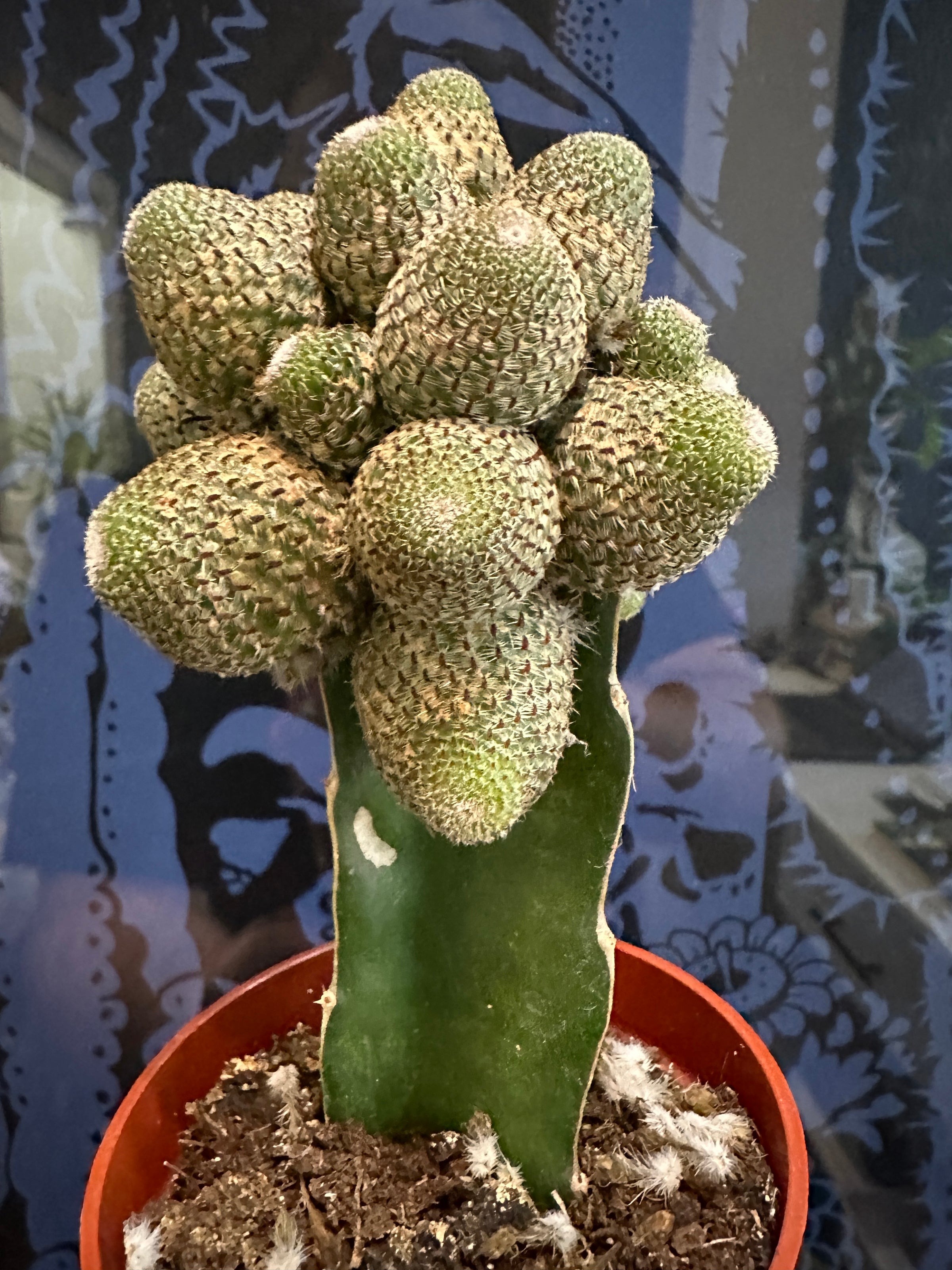 Grafted Cactus | Fibonacci Plants