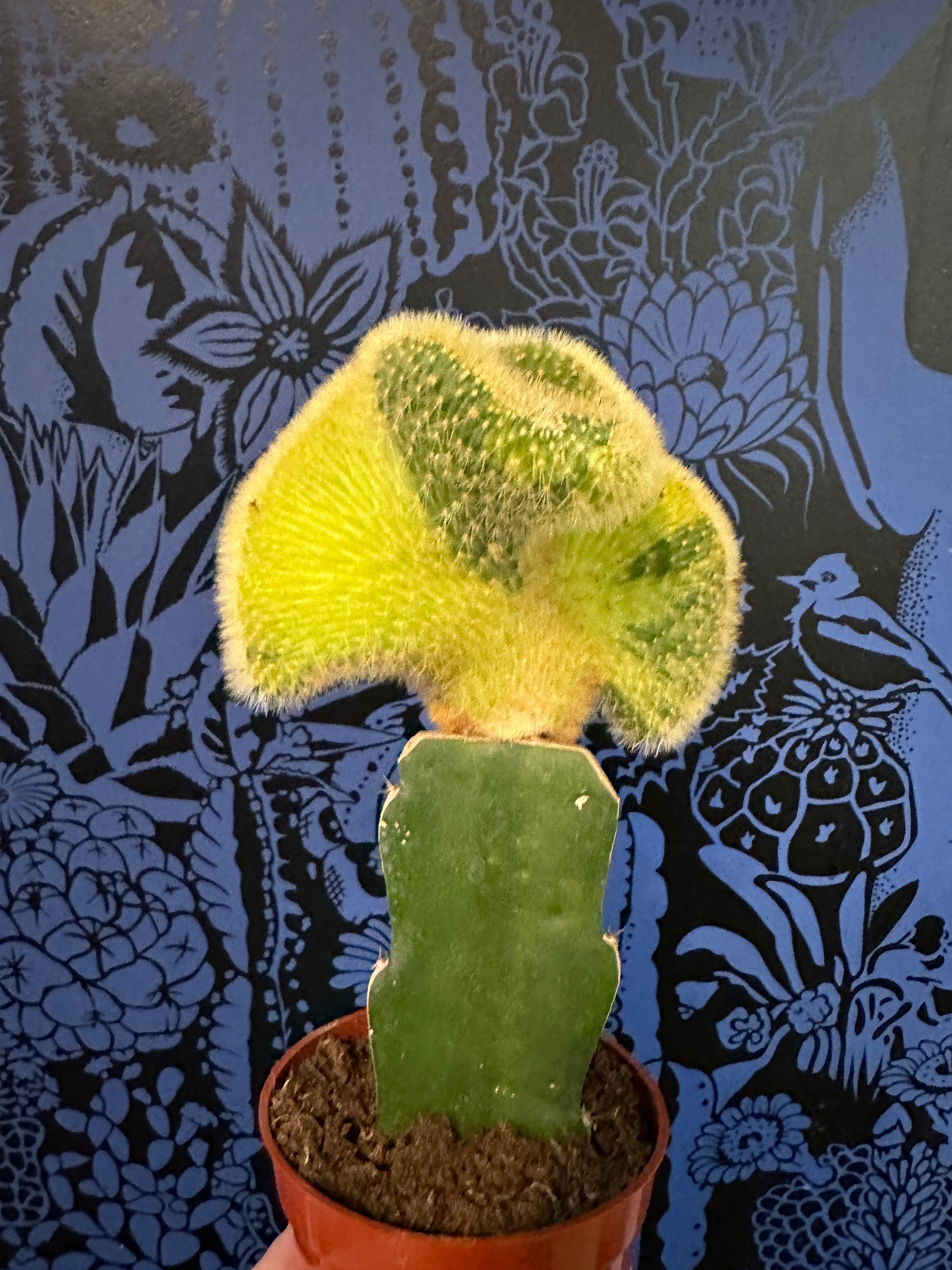 cactus embroidery embroidery kit main image 1