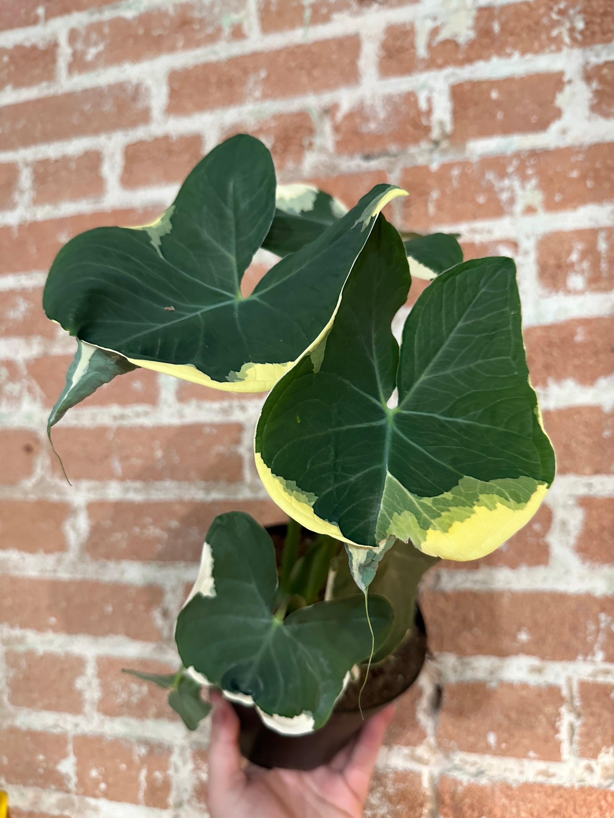 Alocasia 'Mickey Mouse'