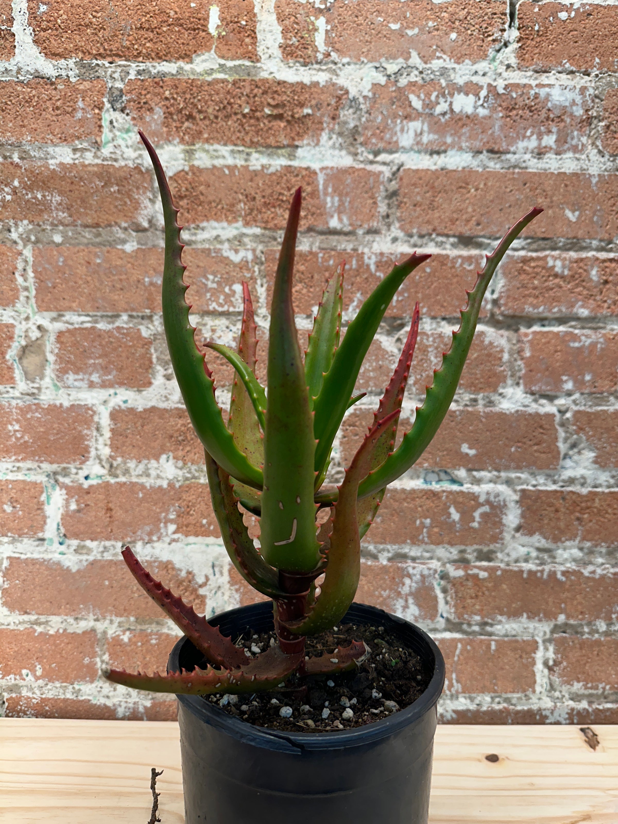 Starfish Aloe
