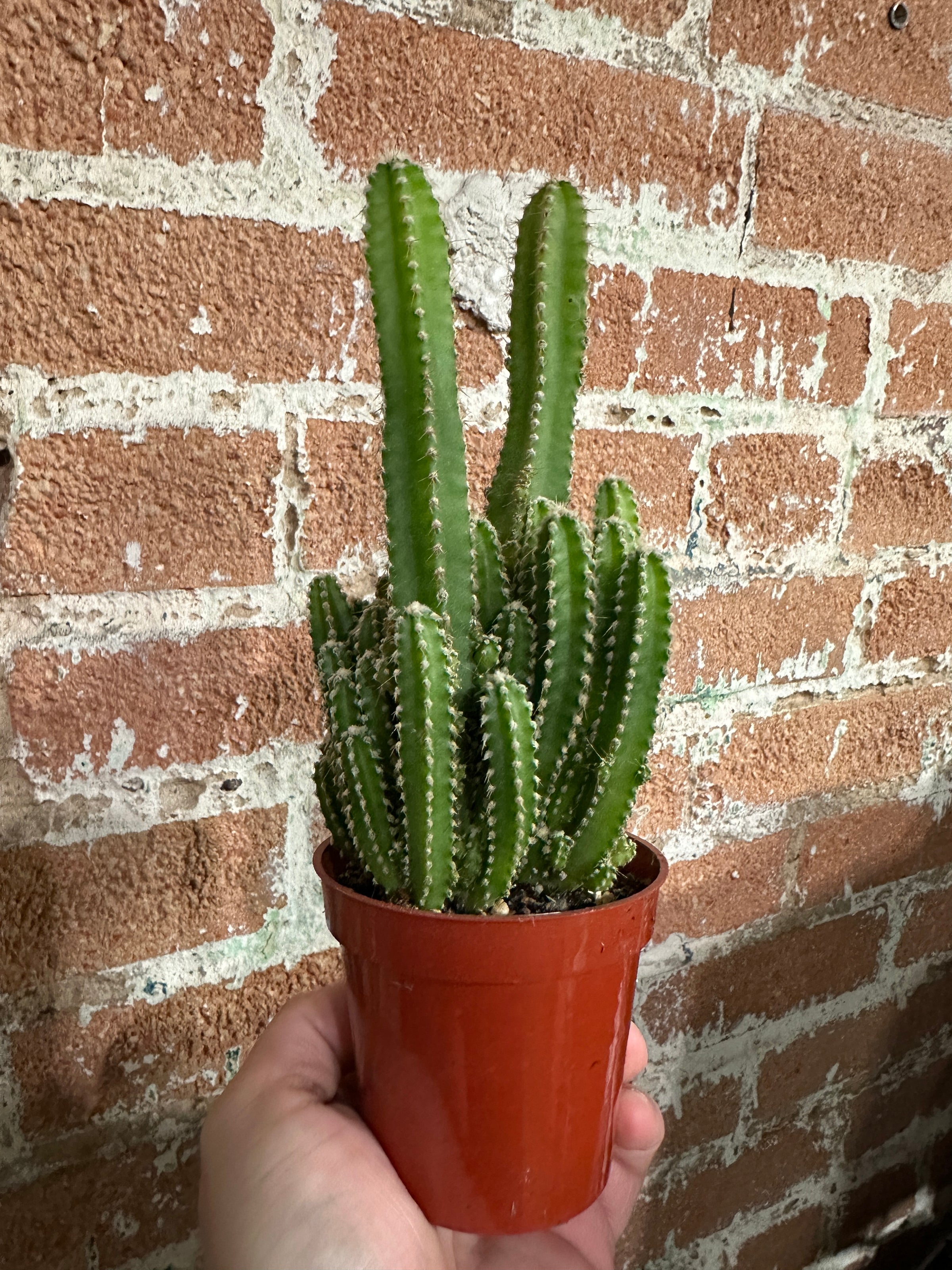 Fairy Castle Cactus  | Fibonacci Plants