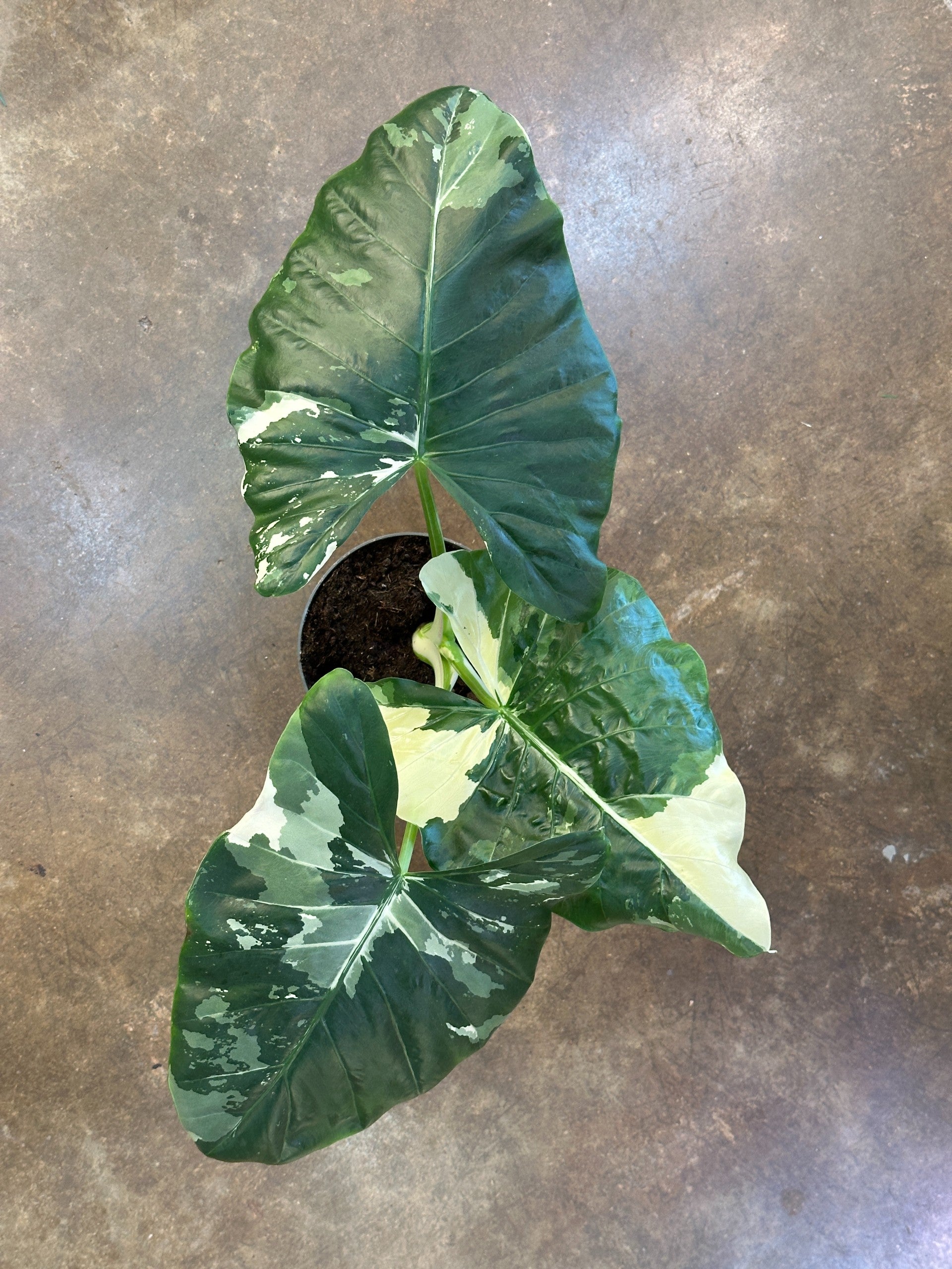 Variegated Taro Fibonacci Plants