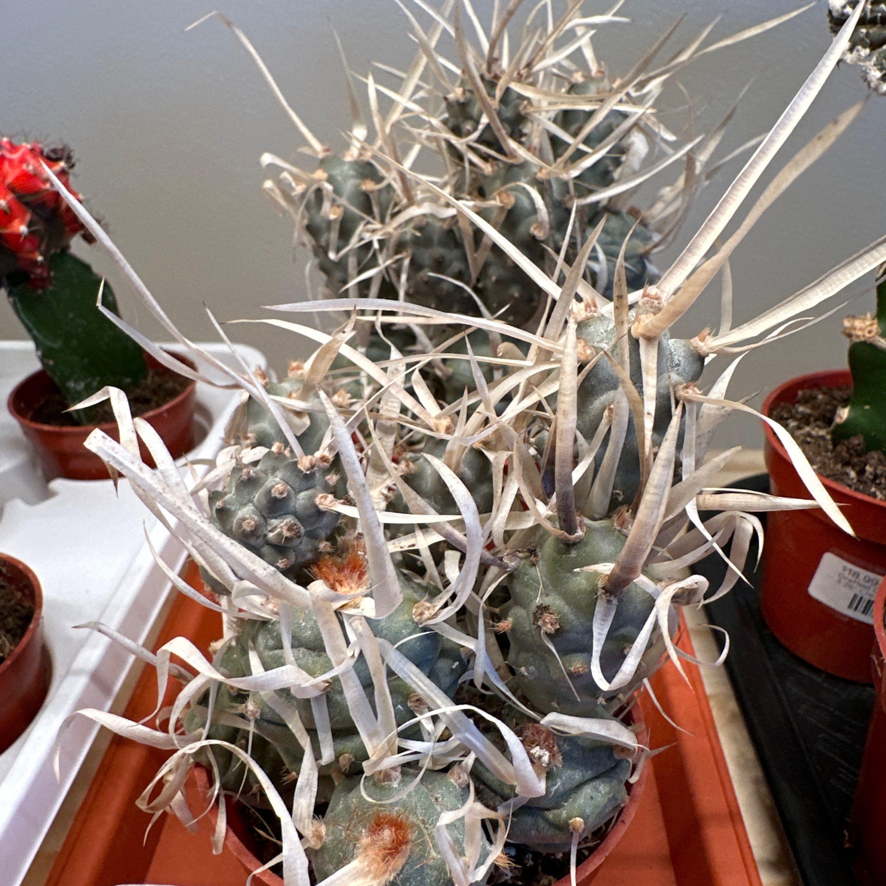 Paper Spine Cactus  | Fibonacci Plants