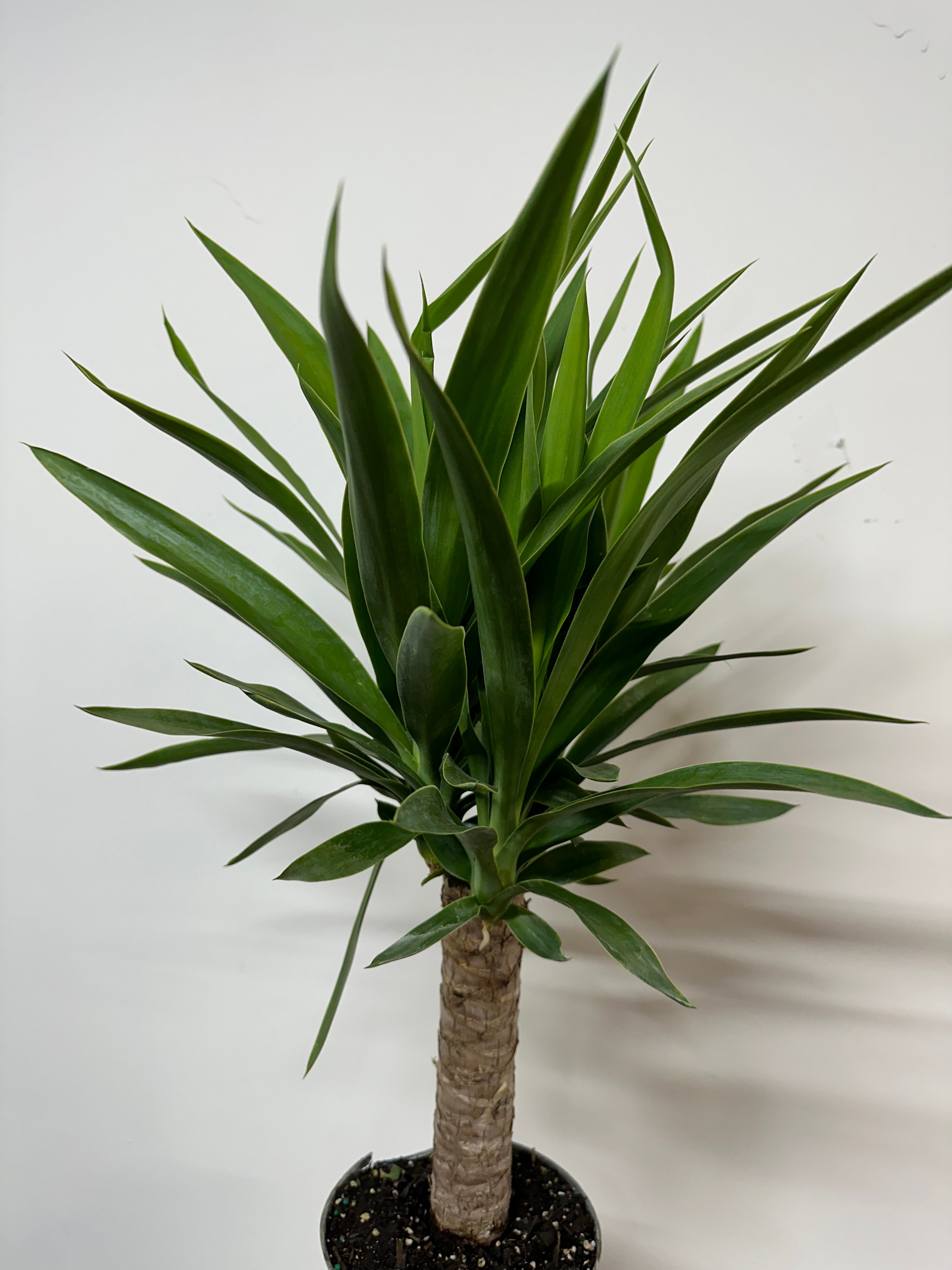 Yucca Cane | Fibonacci Plants
