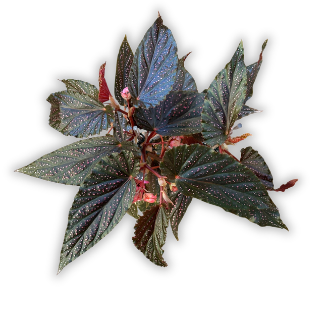 専用おまとめ　Begonia 5点 Begonias | Fibonacci Plants