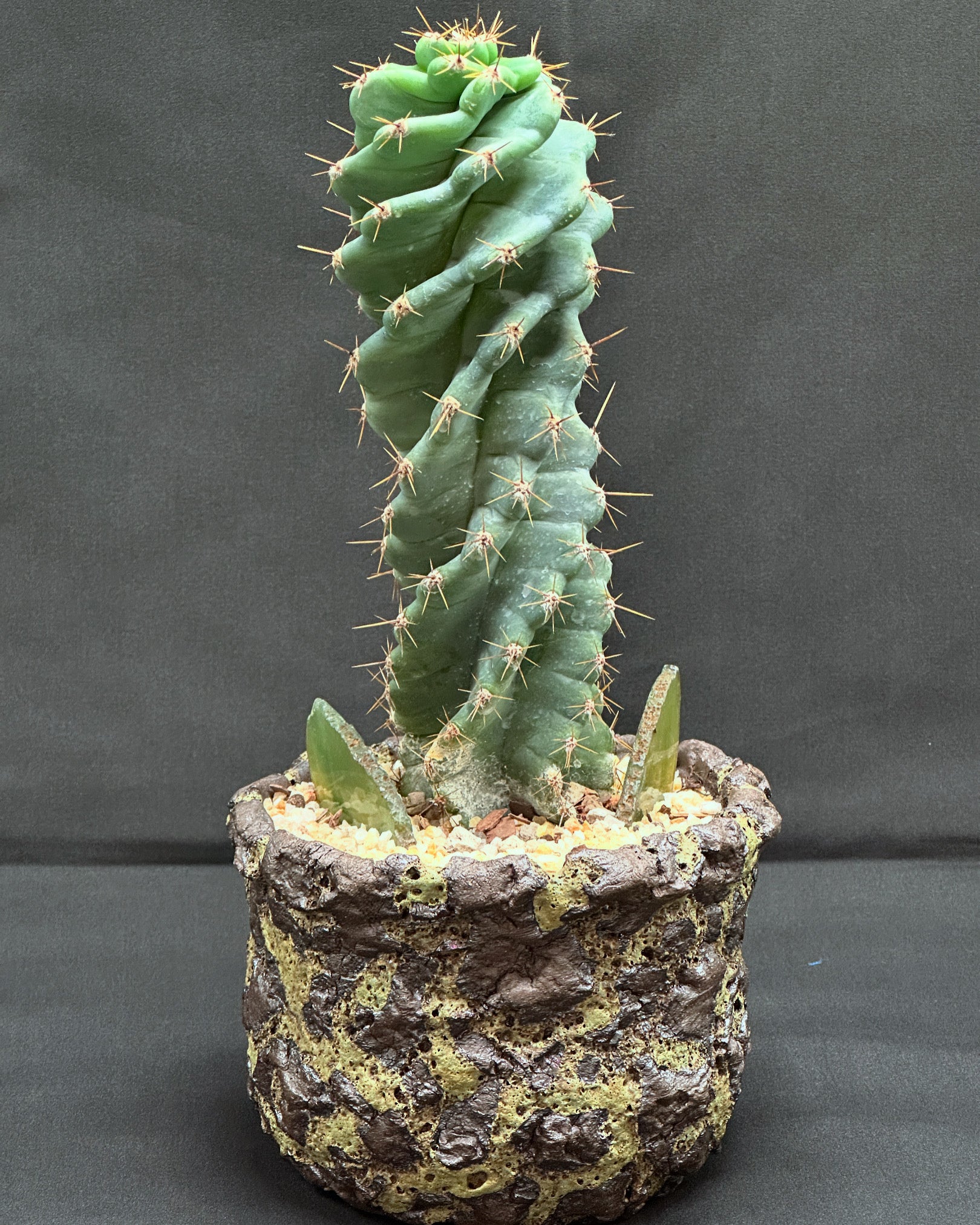 Spiral Cactus