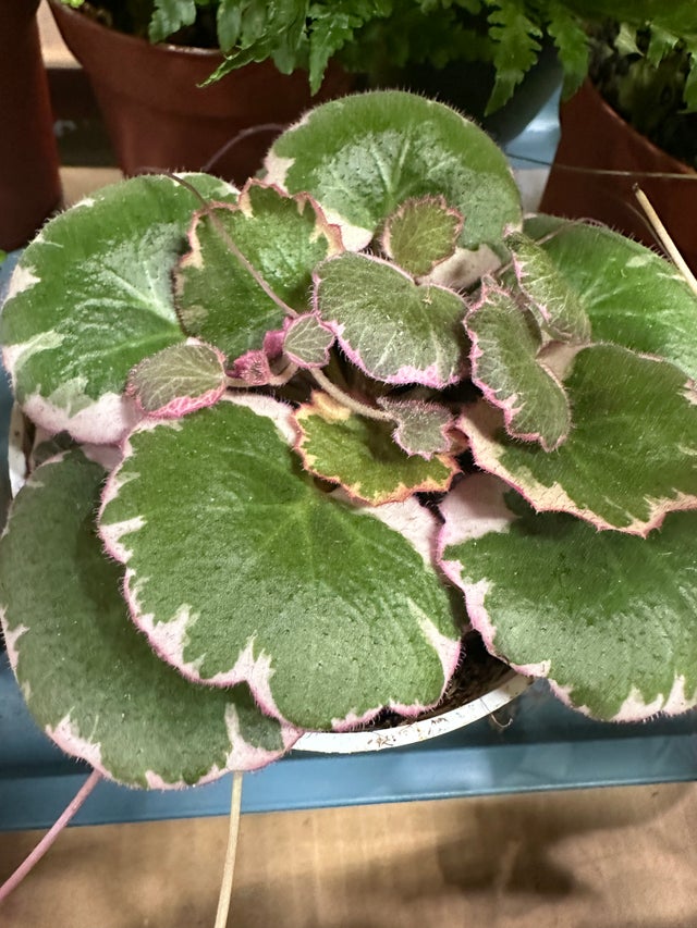 Begonias | Fibonacci Plants