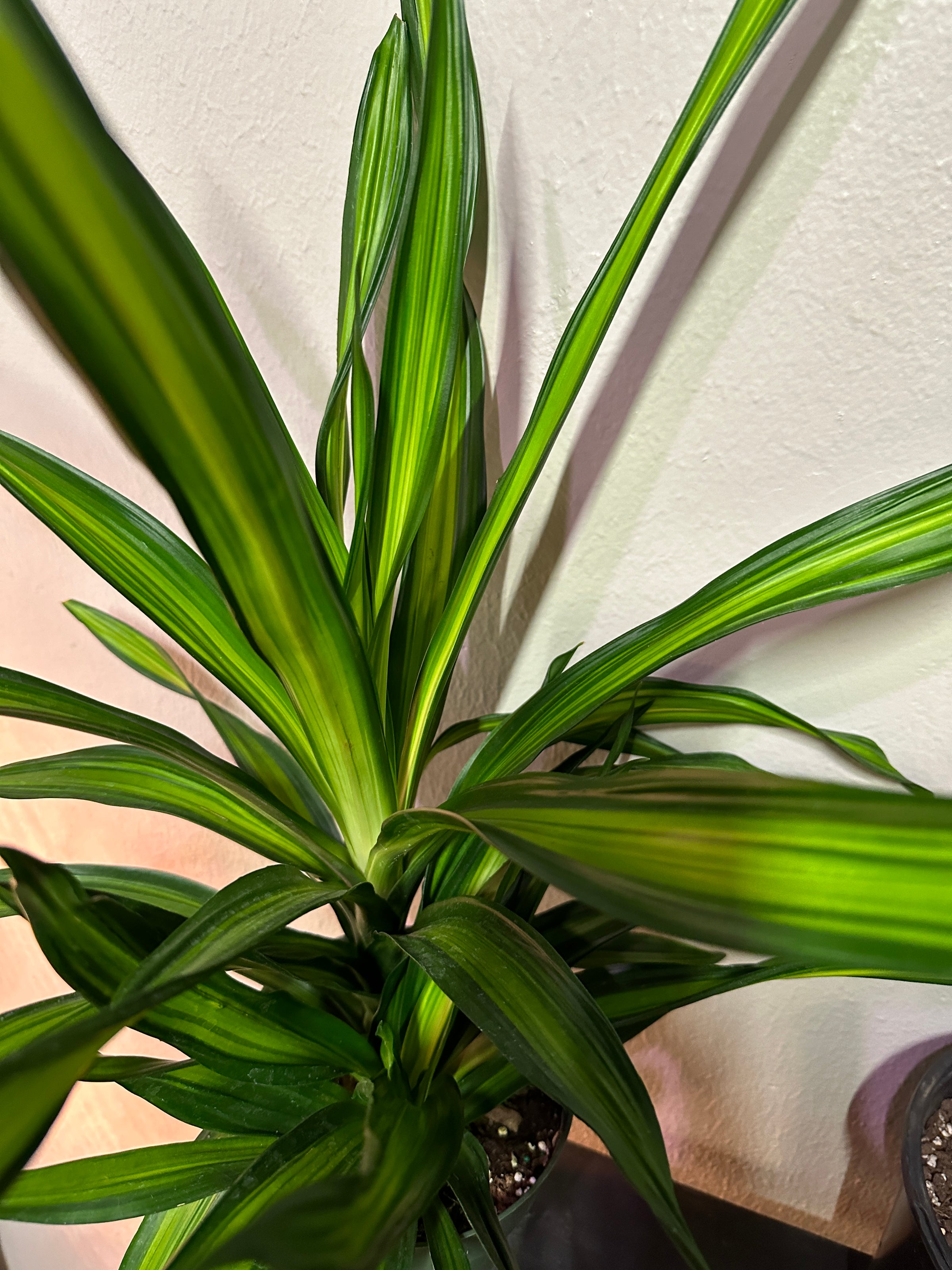 Dracaena Rikki