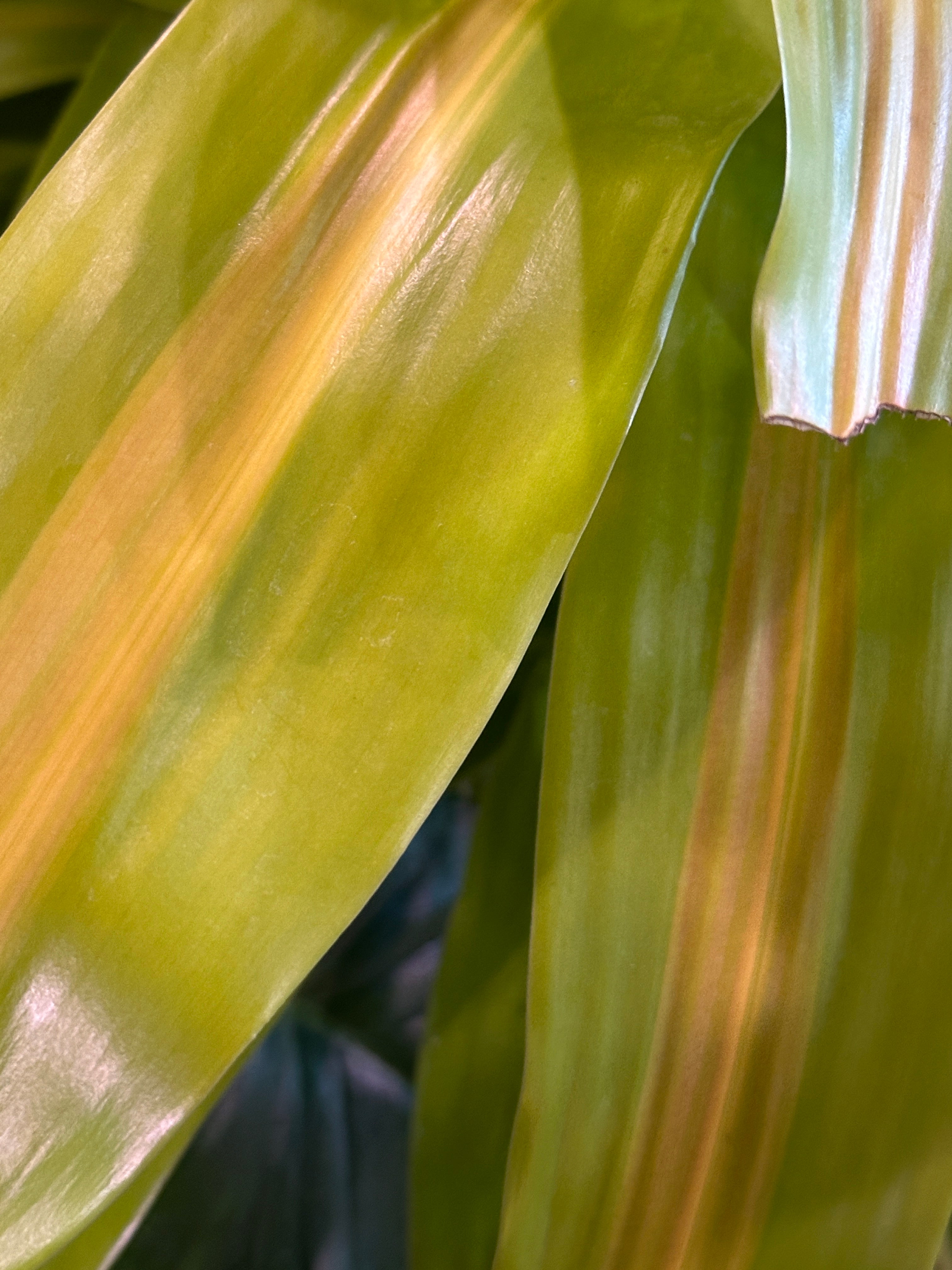 goldfruchtpalme wurzeln Goldfruchtpalme XL | Dypsis