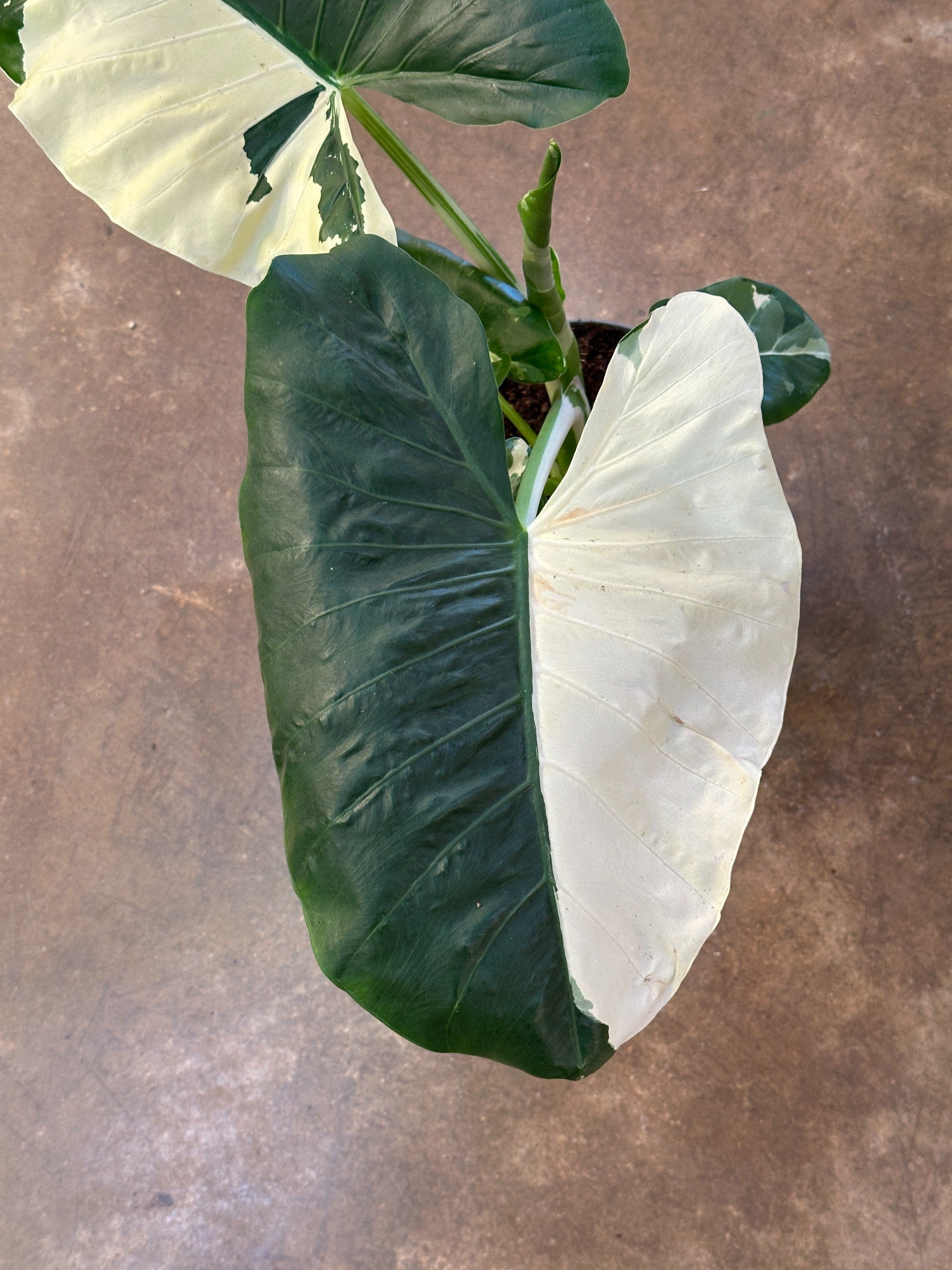 Variegated Taro Fibonacci Plants