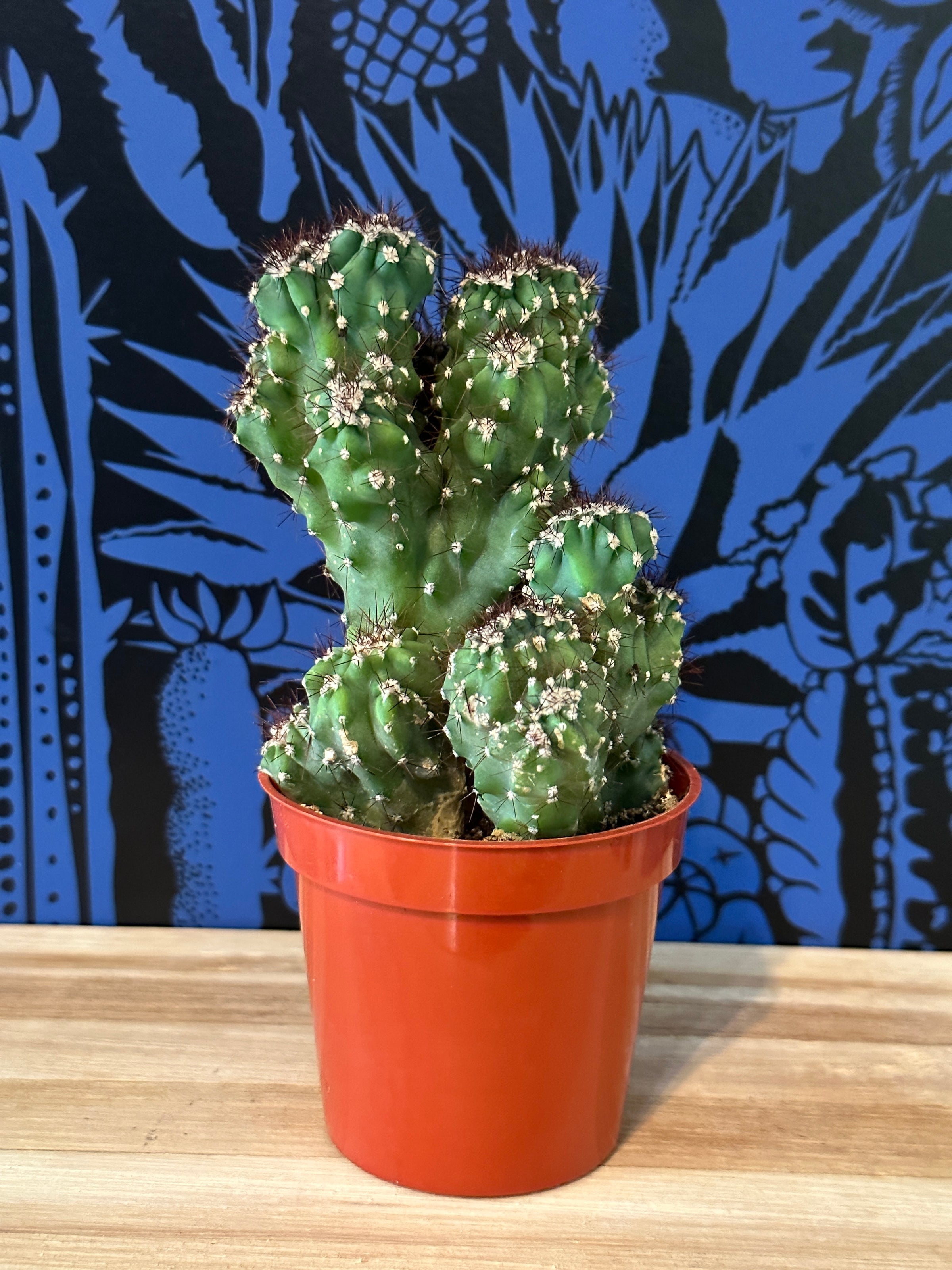 Monster Cactus  | Fibonacci Plants