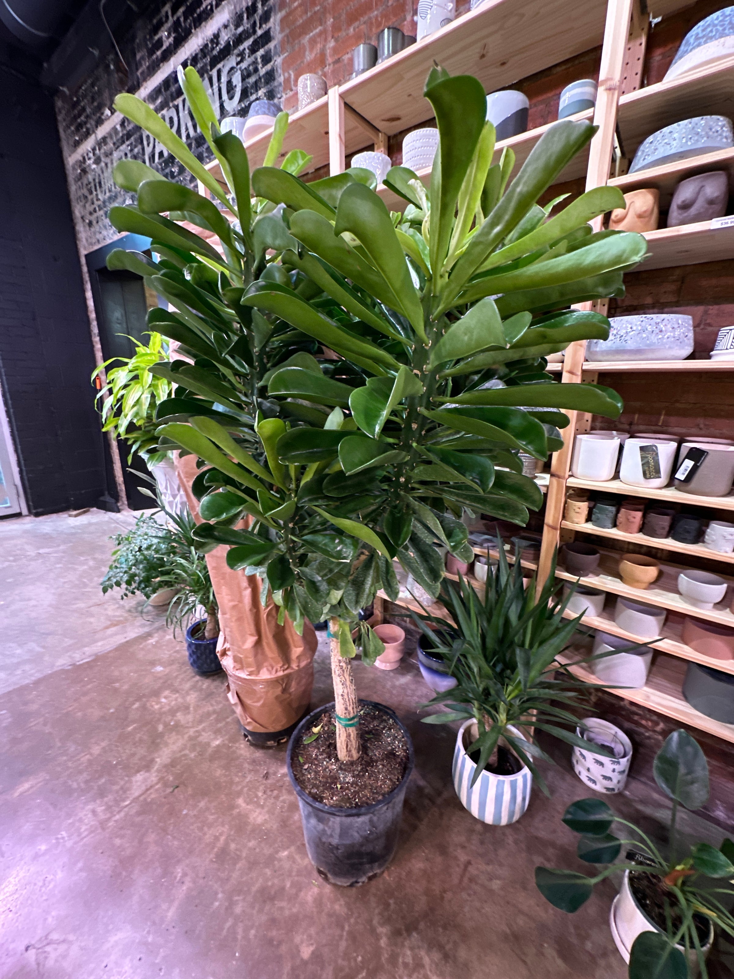 Euphorbia drupifera | Fibonacci Plants