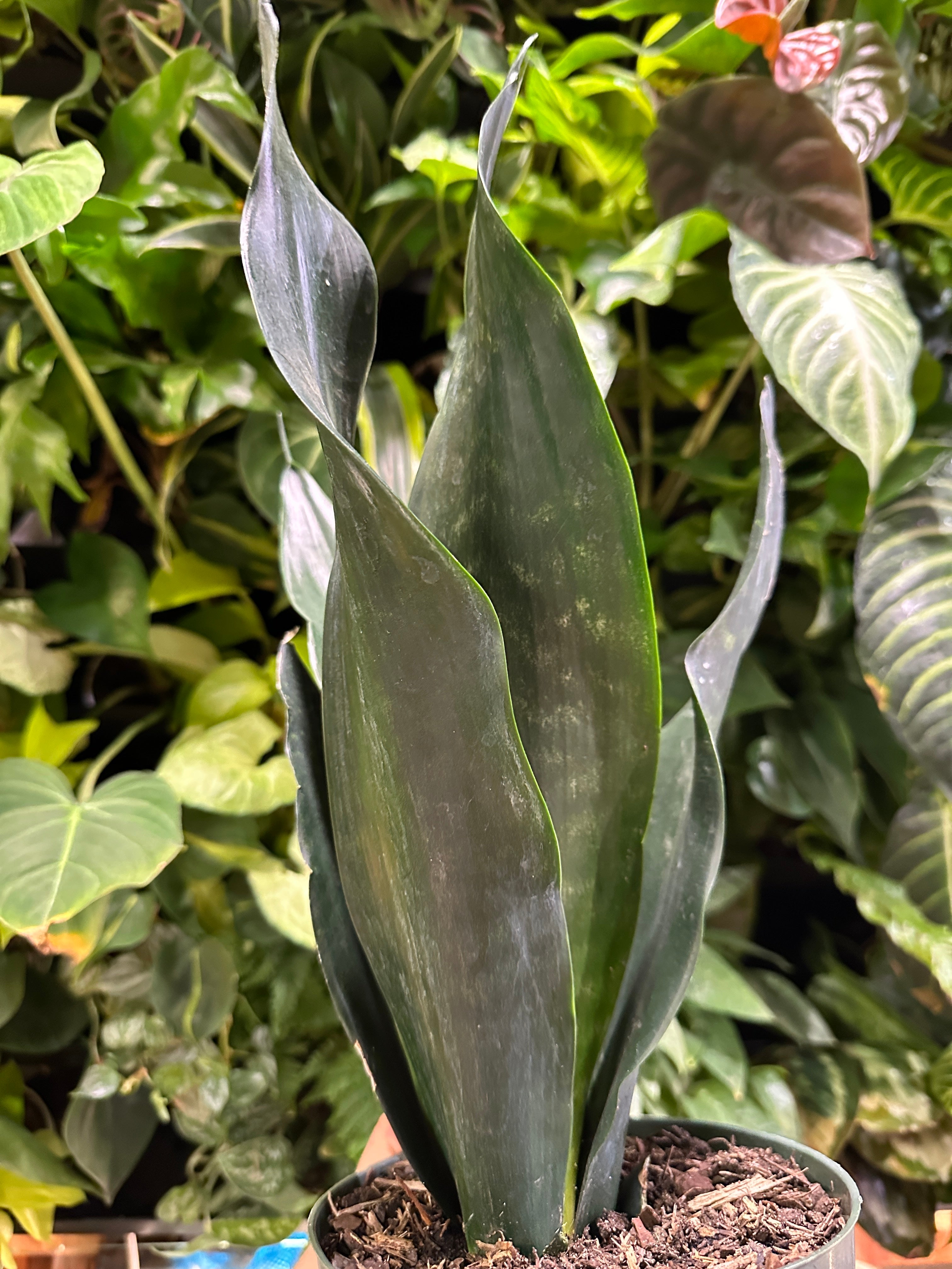 sansevieria whitney silver flame Sansevieria Whitney | Buy Online Easy-Care Indoor Plant | Mygreenscape