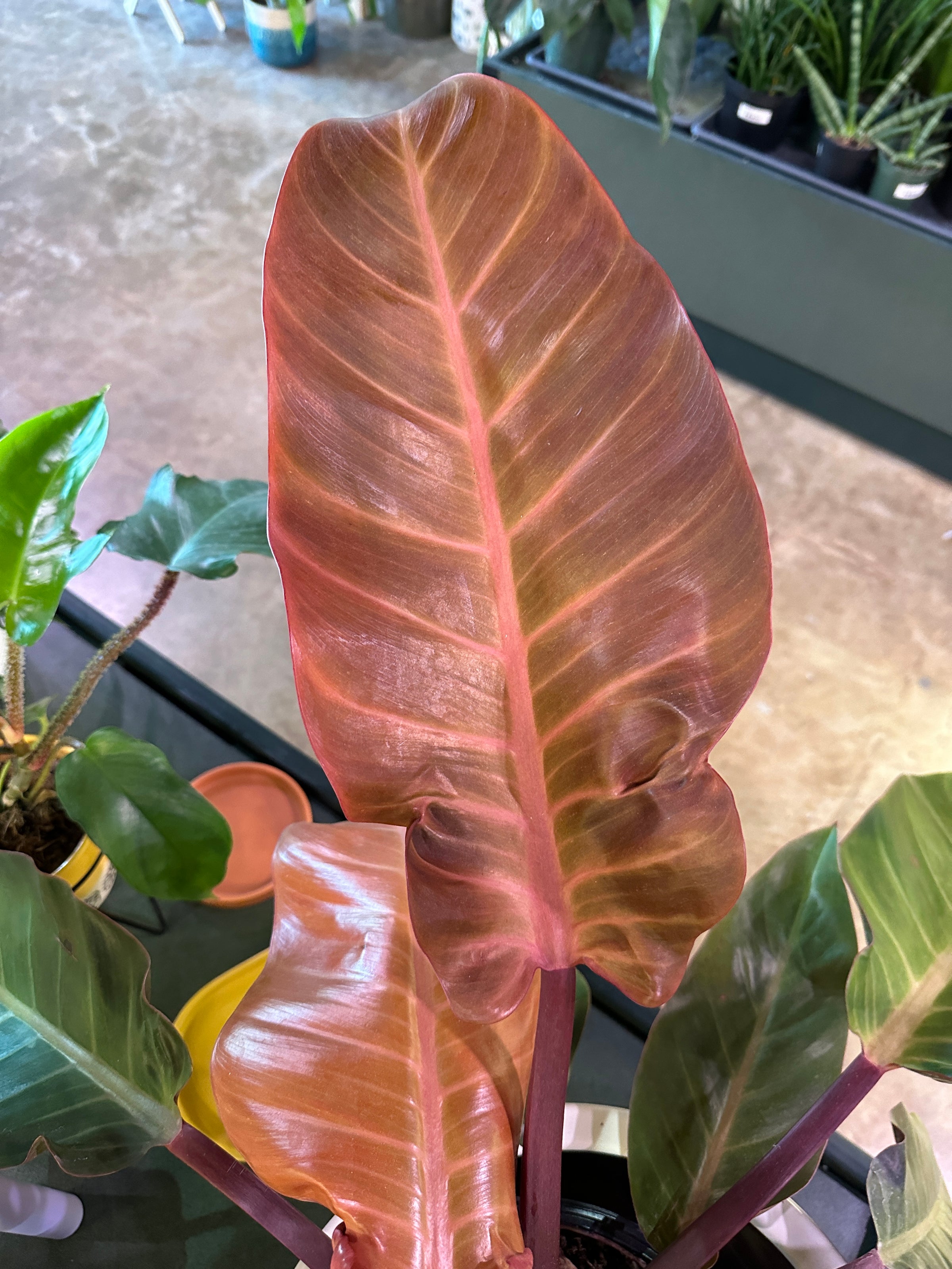 marble pothos plant Pothos Marble Queen | Epipremnum Marble Queen Pothos Plant in 4” Pot | Easy-Care Potted Houseplants for sale | Trailing Indoor Plants main image 0