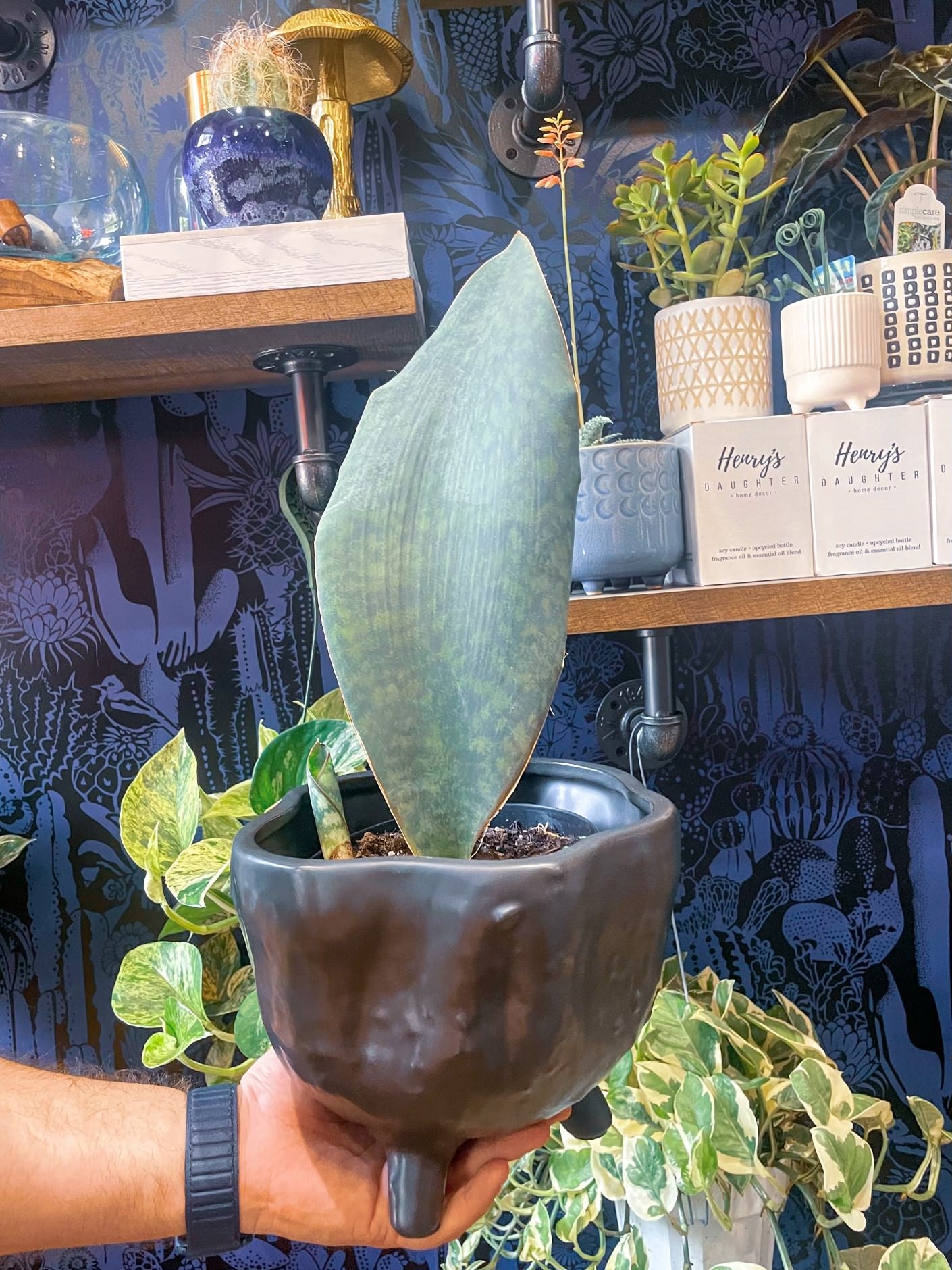 sansevieria golden hahnii Sansevieria Hahnii Gold, Snake Plant