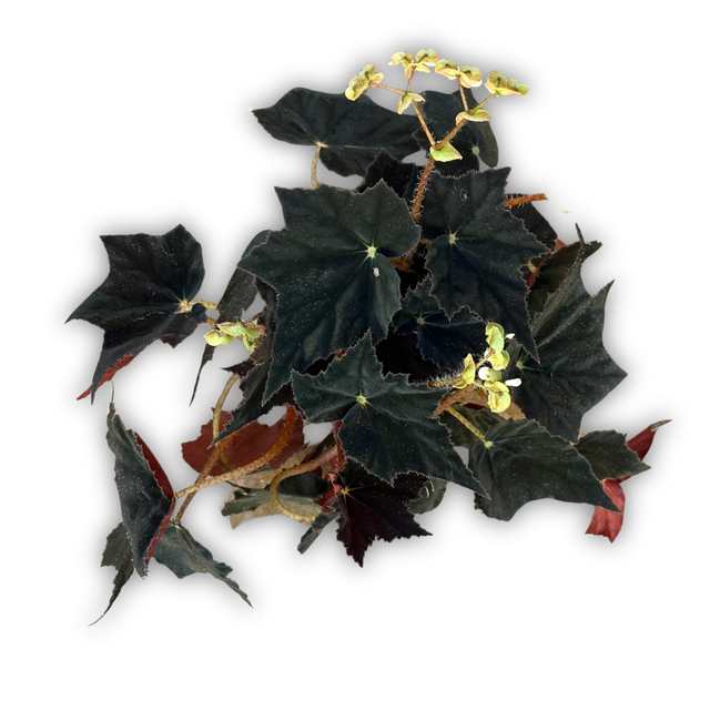 Begonias | Fibonacci Plants