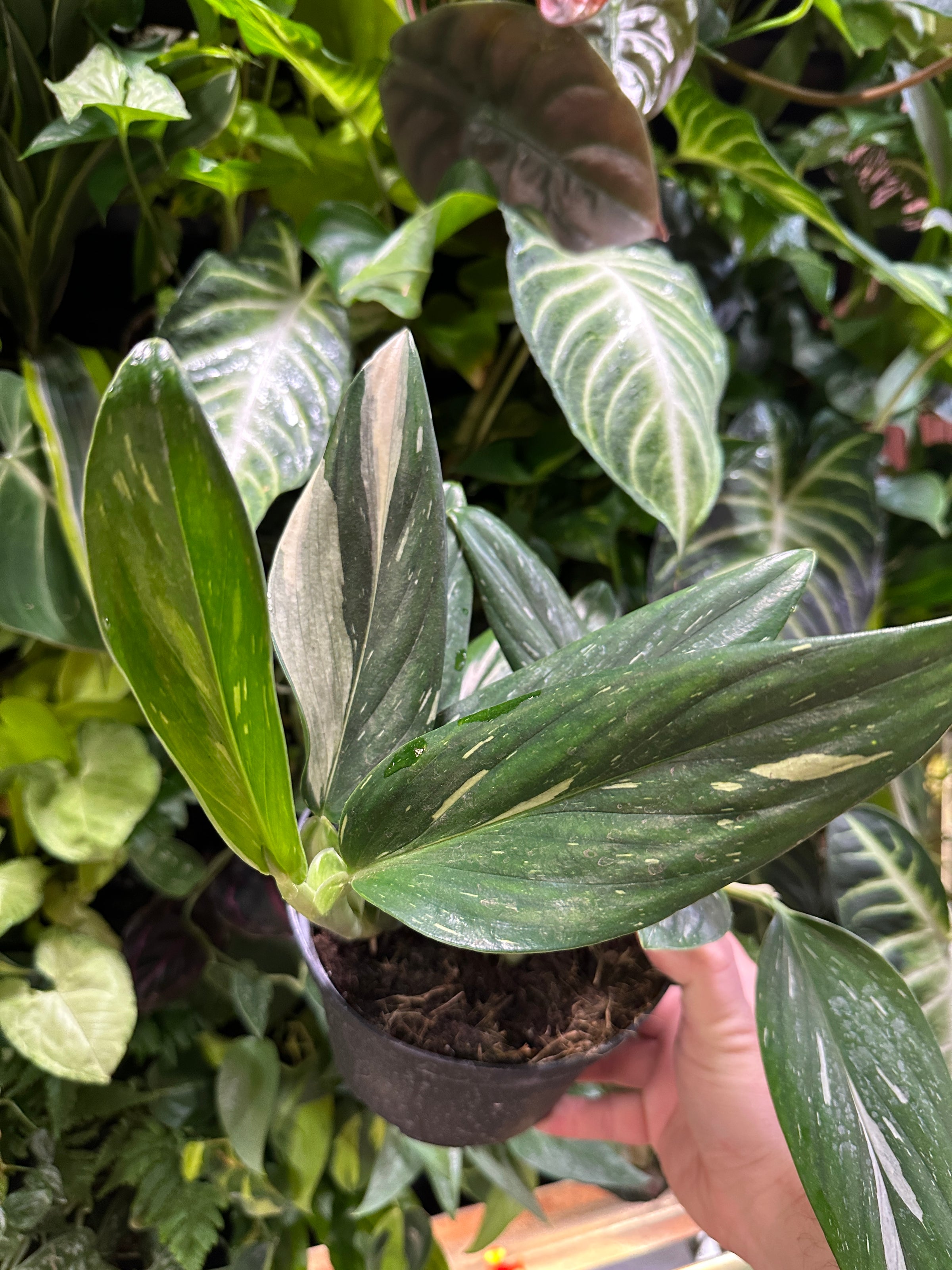 snake plant pot Sansevieria main image 0