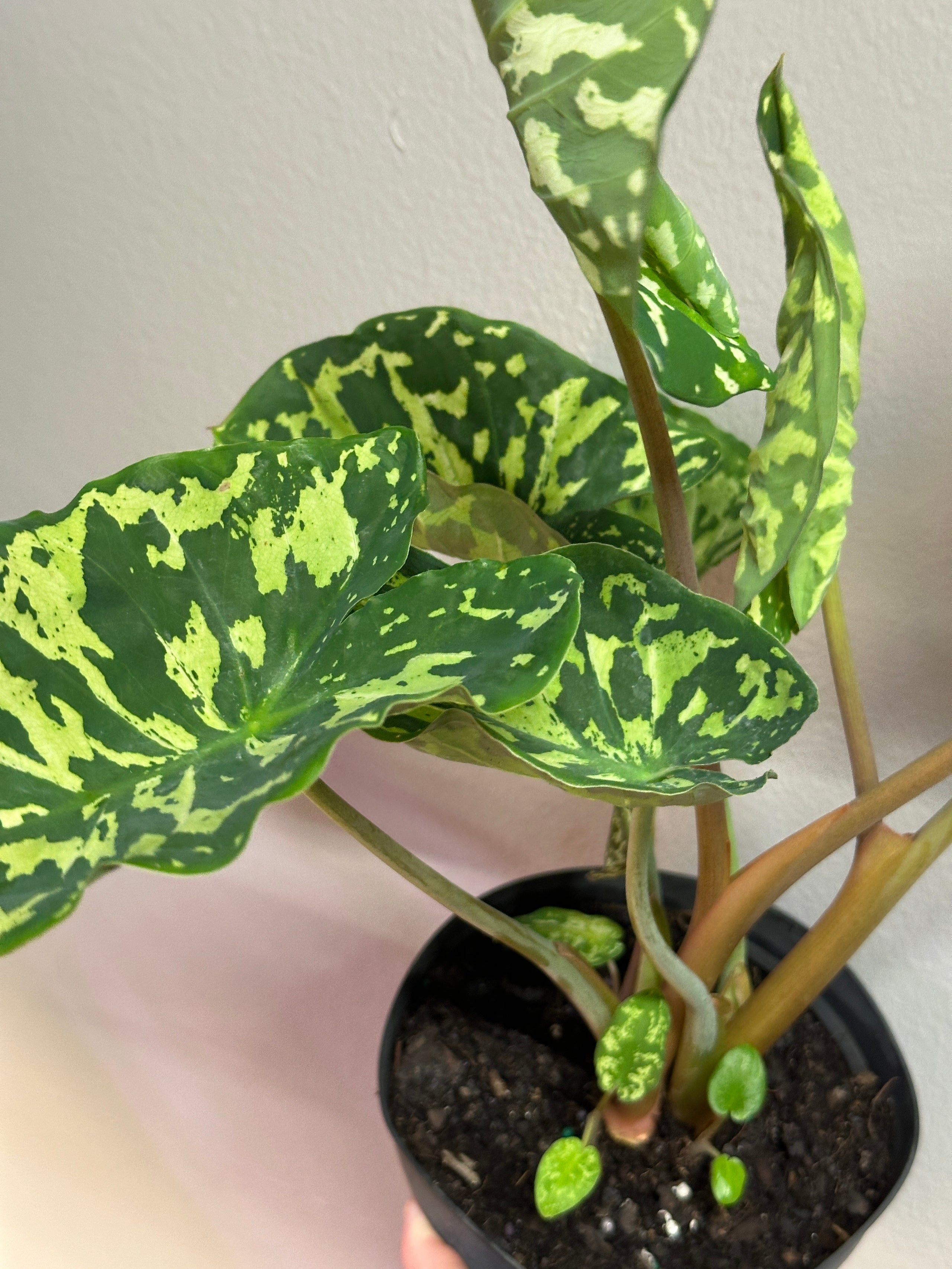 Alocasia hilo beauty fibonacci plants