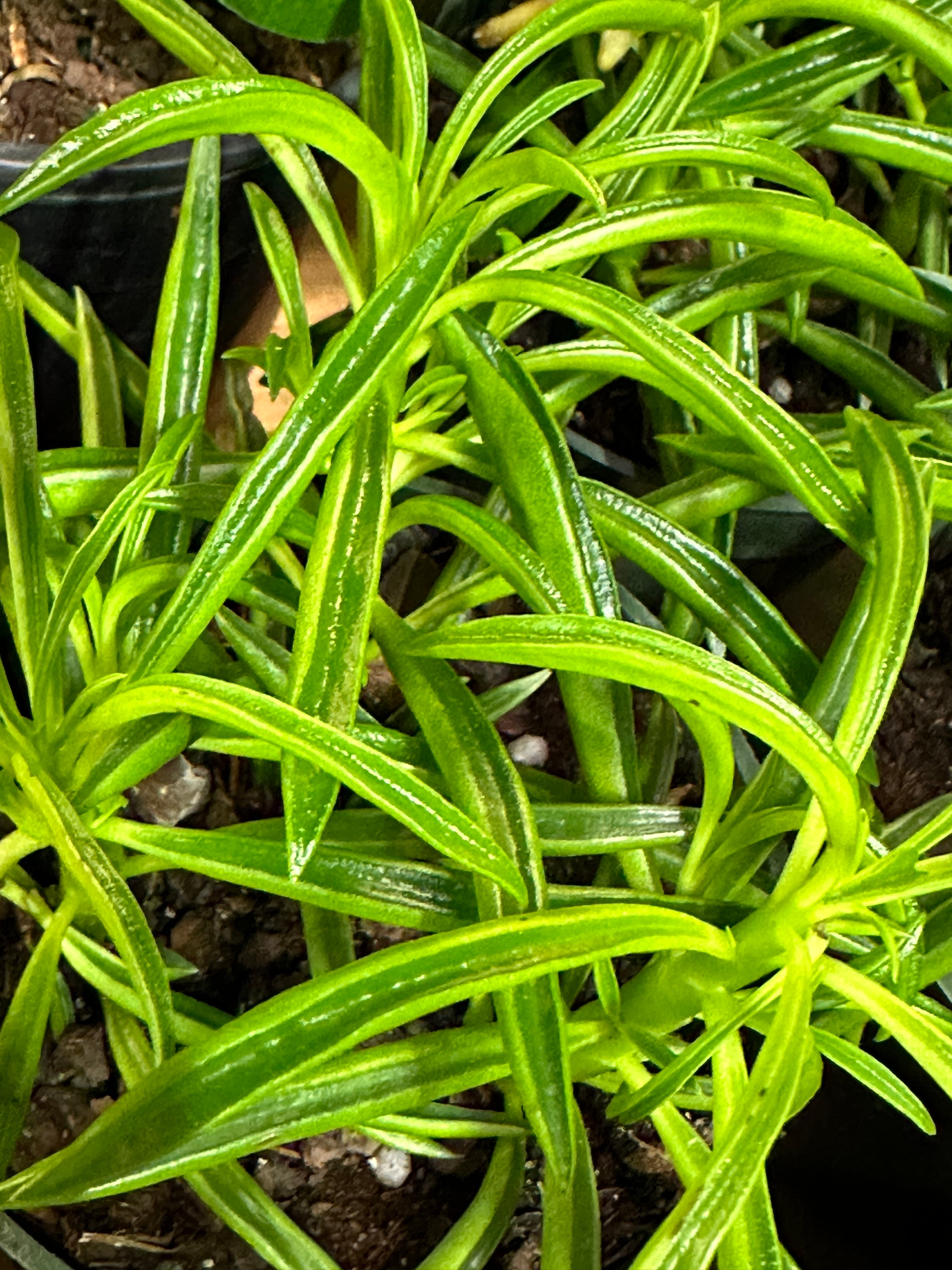 Peperomia green bean fibonacci plants