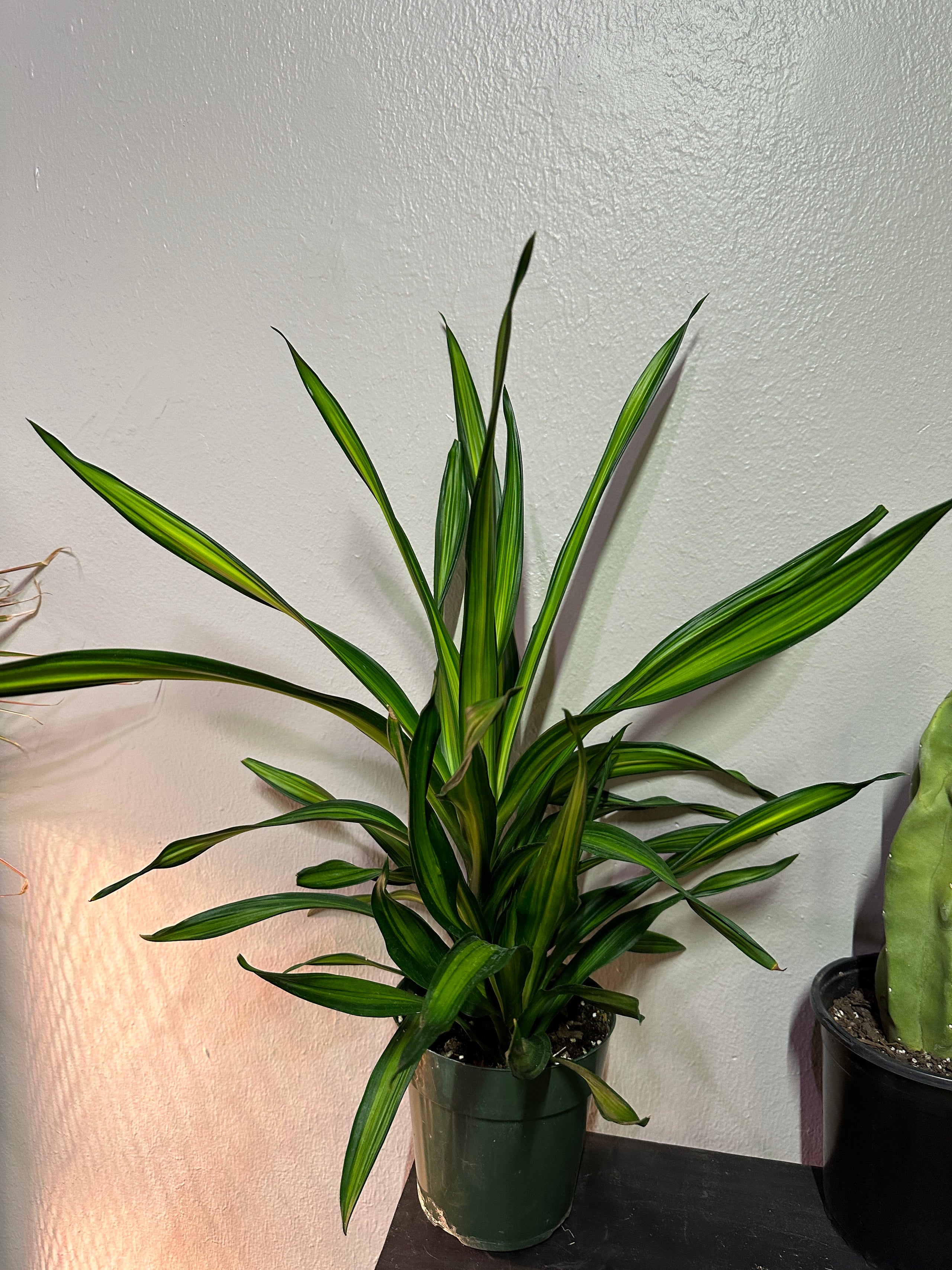 Dracaena rikki fibonacci plants