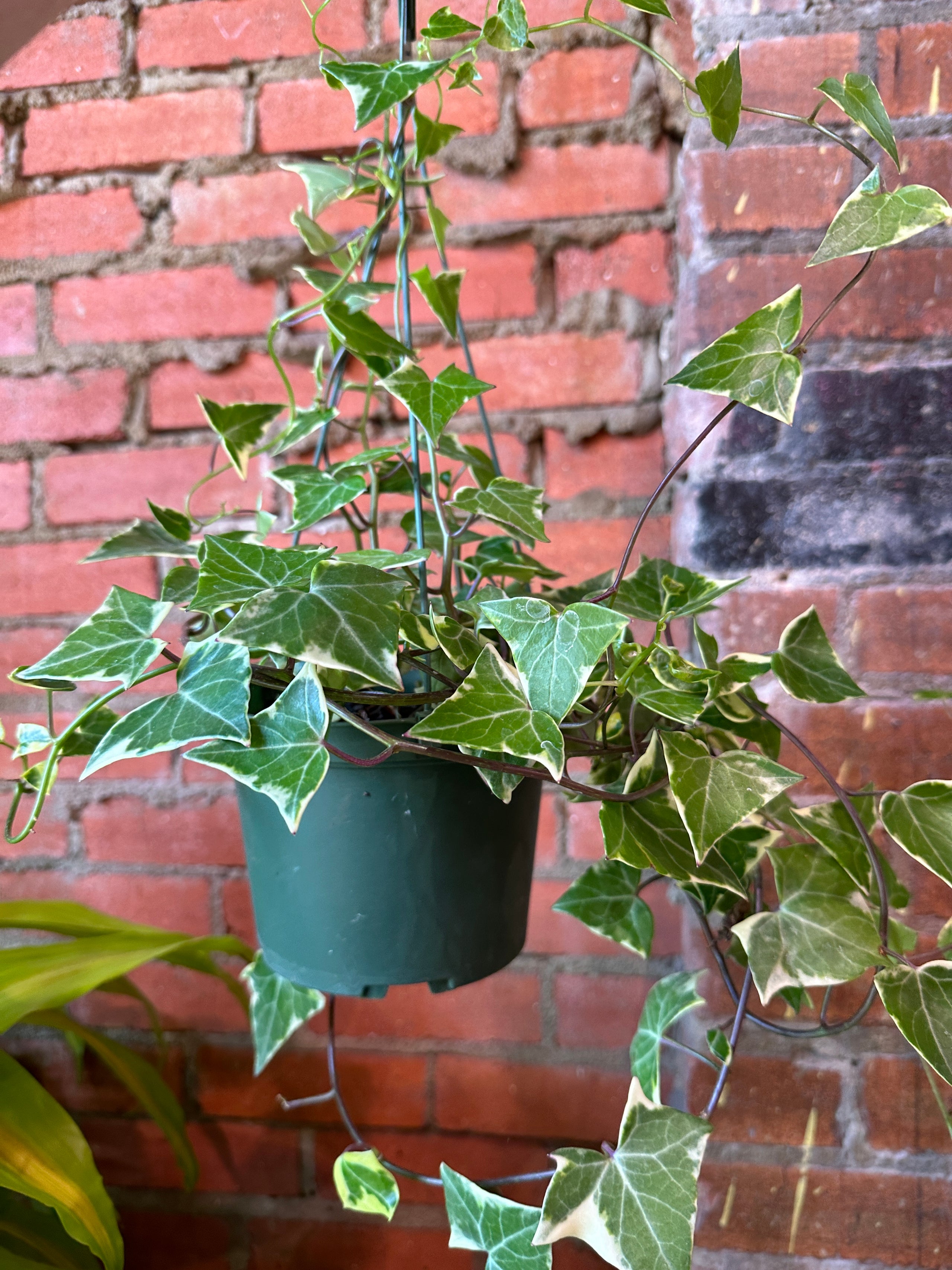 Wax ivy fibonacci plants