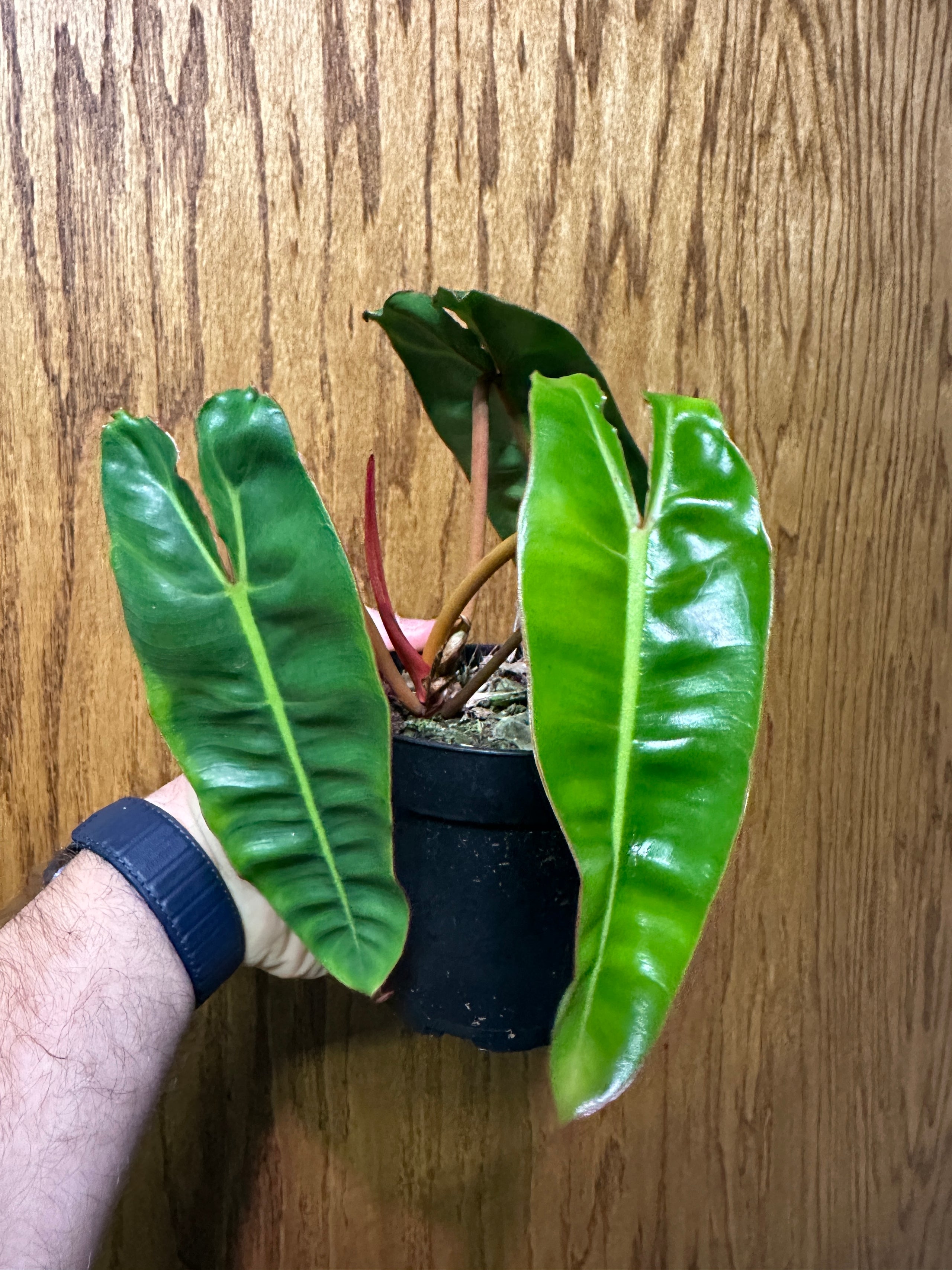 Philodendron billie fibonacci plants