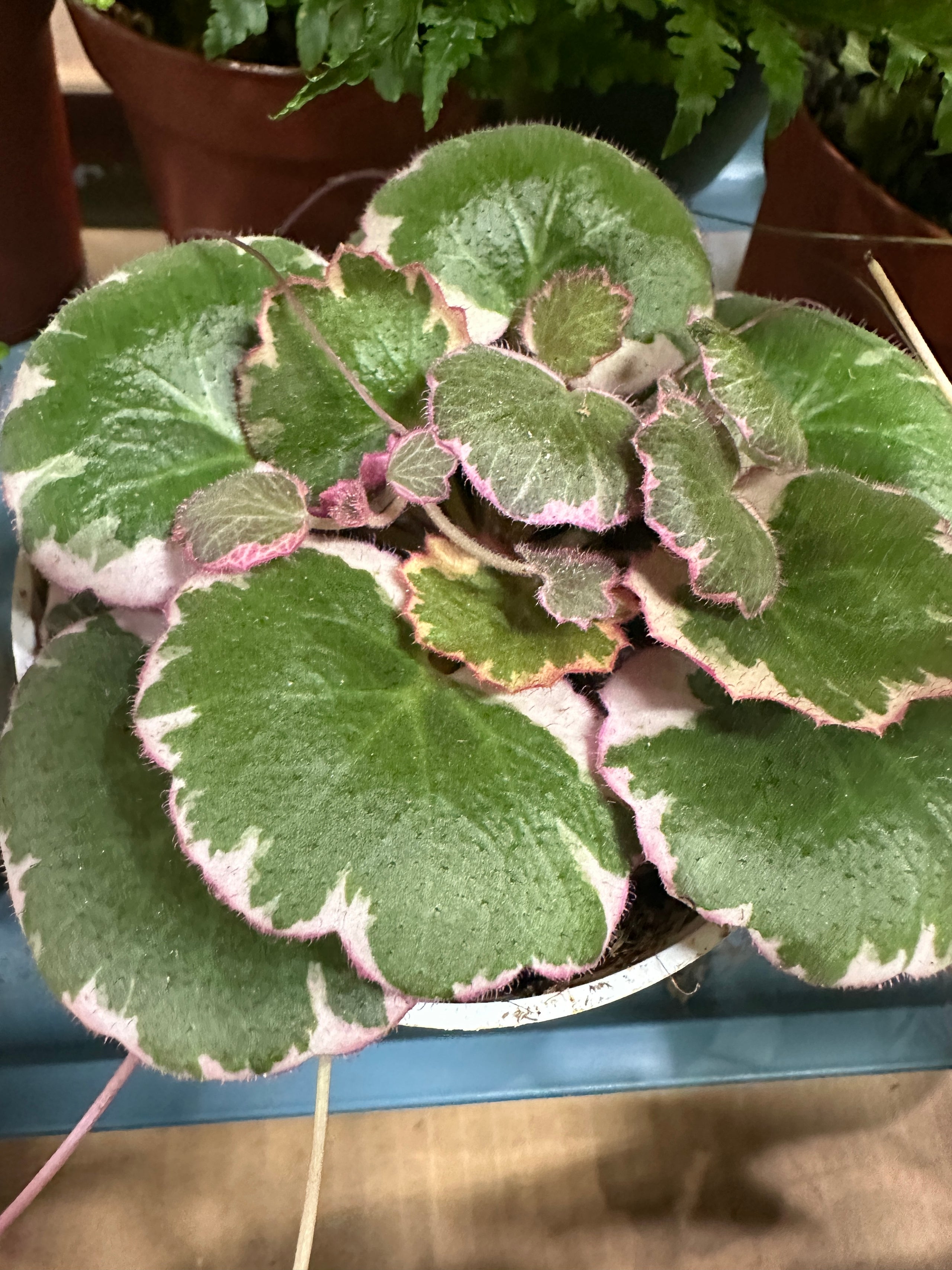 Strawberry begonia fibonacci plants