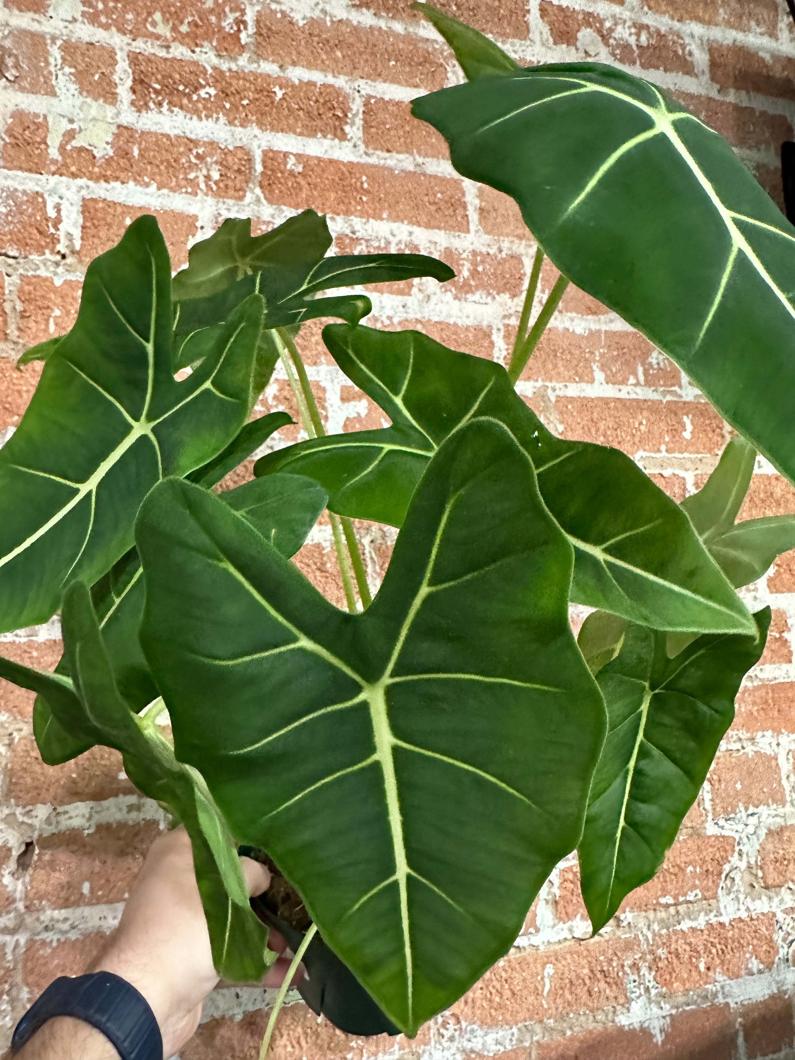 Alocasia frydek fibonacci plants